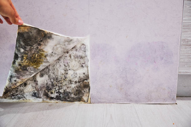 Best Office Mold Removal Services  in Salem, IL